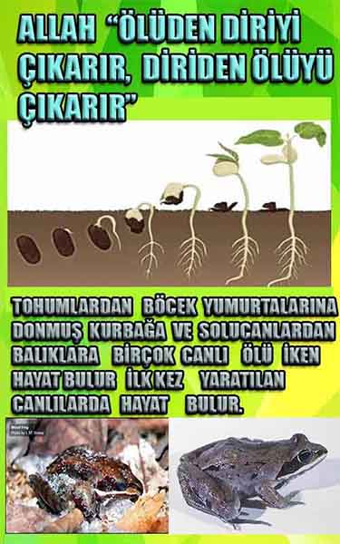 allahin varliginin delilleri, allahin delilleri, allah-delilleri, allah delil, allah var delilleri