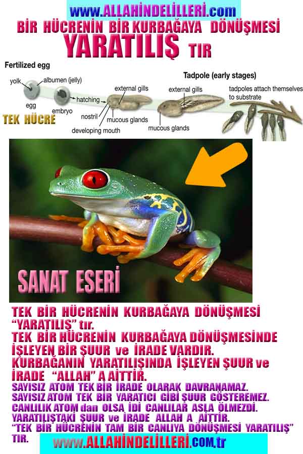 allahin varliginin delilleri, allahin delilleri, allah-delilleri, allah delil, allah var delilleri