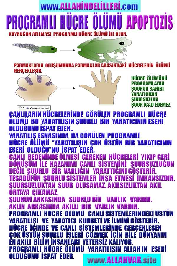 allahin varliginin delilleri, allahin delilleri, allah-delilleri, allah delil, allah var delilleri